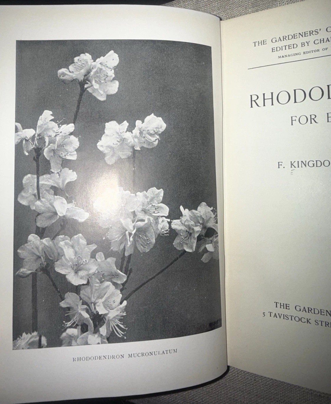 Rhododendrons for Everyone – Botany– 1926 1st Ed Antique Book + Plates