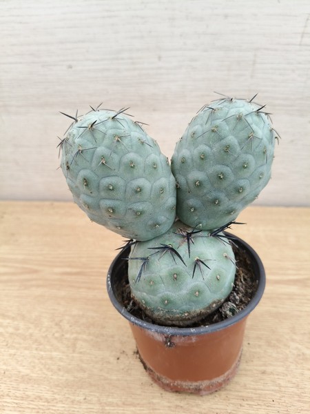9465 TEPHROCACTUS Geometricus vaso de 8,0cm . En sus raices.#29