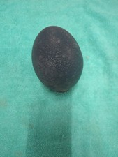 Emu Egg Blown and Cleaned for Crafts Approx 5.5"