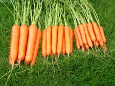 Carrot Sweet Candle F1 Seeds