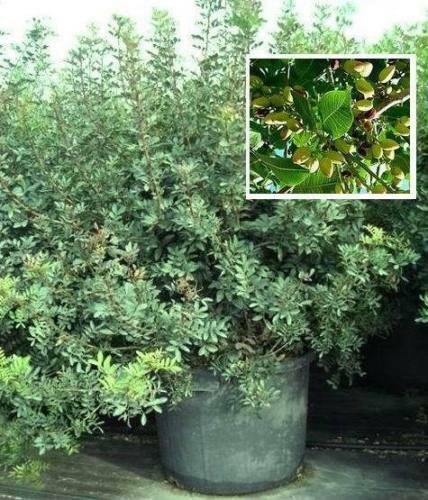 PistazienBäume Palmen winterhart ganzjährig exotisch immergrün Pflanze