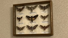 Stunning Collection of Hawk Moths  In Solid Oak Frame with Glass front