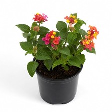 Lantana Assorted Rooted Starter Plant Pack: (Pack 5)