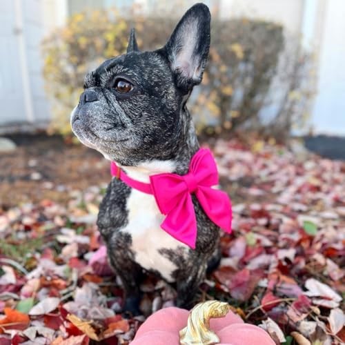 Maca Bates Hundehalsband mit Hot Pink Fliege Fliege für Hunde einfarbig XS Bow-Rose rot - Bild 3 von 5