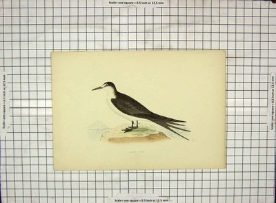 Original Old Antique Print Morris 1903 Hand Coloured Bird Sooty Tern 20th