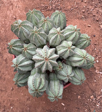 EUPHORBIA FRUTICOSA INERMIS - PIANTA DA GIARDINO - SUCCULENTA - CIOTOLA Ø20