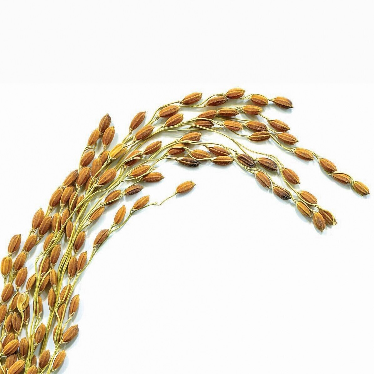 Ceylon White Rice Seeds Pure Organic Live 100 AGrade Natural Paddy