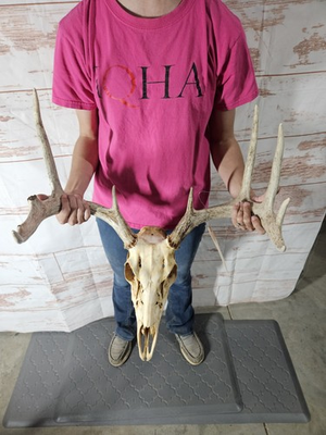 #ad Wild 8 Point Whitetail Deer Antler Rack Horn Skull European Mount Man Cave 118quot; $95.00