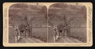 Sri Lanka A native farmer an his huge helper--elephant carrying h - Old Photo