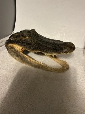 Authentic Preserved Alligator Head & Skull Real Teeth & Glass Eyes 10  L
