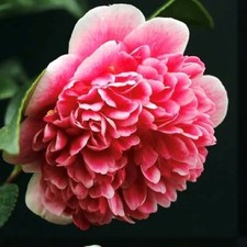Camellia Volunteer | 2L Pot | Red/Pink Flowers with White Margins | Evergreen
