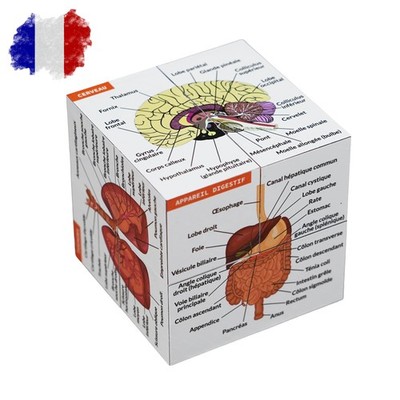 Studienwürfel der menschlichen Anatomie IN FRANZÖSISCH | Studieren Sie 9 Teile des menschlichen Körpers...