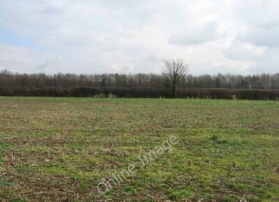 Foto 6x4 Baum in einer Hecke Trumpington Grenze zwischen zwei Feldern auf Farm c2009