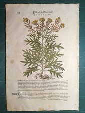 MATTIOLI MATTHIOLI Erbario a figure grandi originale del 1604 SENAPE III