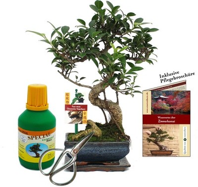 Geschenkset Bonsai ''Ficus'' - Chinesischer Feigenbaum - ca. 6 Jahre alt - Anfänge