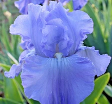 Bearded Iris FULL TIDE 1 Flower Plant Bulb Bare Root WISTERIA BLUE 1970 Awards