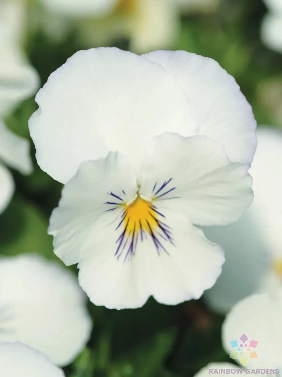 Pansy Seeds