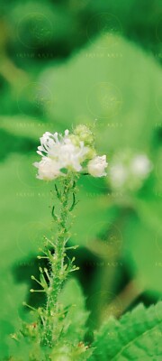 Image of Beautiful White Jungle Flower in Natural Photographs #36