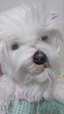 52cm realistic dog stuffed animal