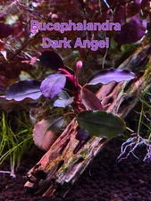 Bucephalandra Dark Angel-Live Aquatic Buce Epiphyte Rhizome Tank Plants