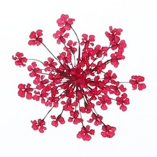 24Pcs Dried Pressed Flowers, Lace Flowers for DIY Making, Rose Red