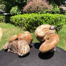 1100g+1090g Natural Ammonite Fossil Conch Crystal Specimen Healing