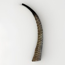 Waterbuck Horn Shofar Yemenite XL 22  -26  New KOSHER Made Free Shipping USA