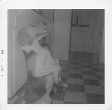 Vintage 1958 Beagle Begging Kitchen 1950s Photo Counter Drawers Checker Tile