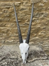 Oryx Skull and Horns (WIRE WALL HANGER)