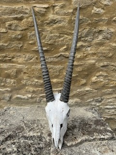 Oryx Skull and Horns (WIRE WALL HANGER)