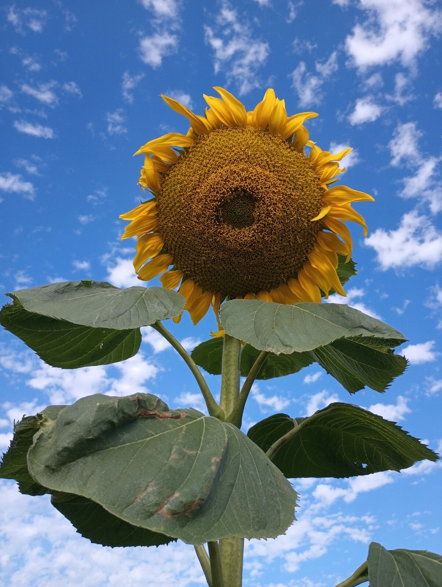 30 Titan Giant Sunflower seeds 20+ Inch Wide Heads!!! Easy