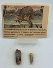 Spinosaurus Teeth Dinosaur F0SSIL Before T Rex Cretaceous K695
