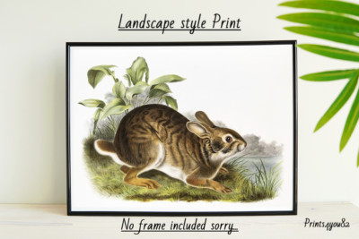 Sumpfhase A4 BILD DRUCK POSTER WANDBILD WOHNDEKO UNGERAHMT VINTAGE