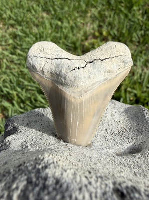 #ad #ad Chubutensis Megalodon Shark Tooth Mounted in Fossil Whale Vertebrae $385.00