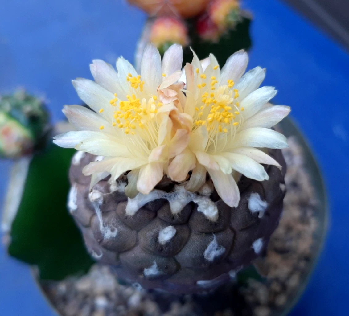 Cactus Copiapoa Cactis&Succulents for sale | eBay