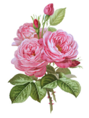 Vintage Image Longpre Pink Cabbage Roses Transfers Waterslide Decals FL516
