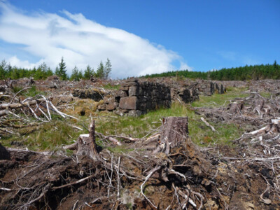 Foto 6x4 Häuser enthüllt von Fällung Gillen Die beiden Top eines Toten Geraden c2009