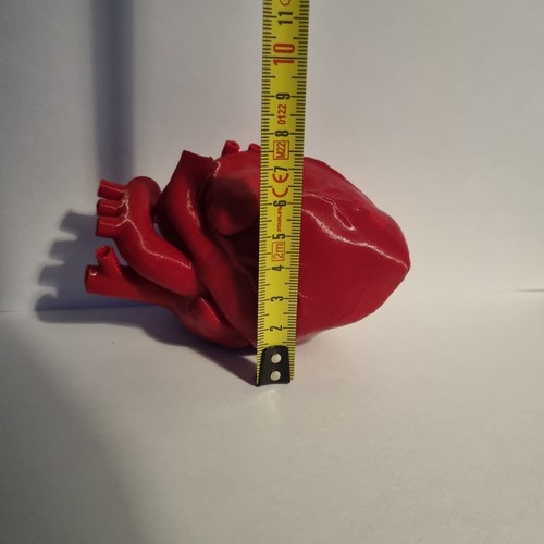 Human Anatomical Heart replica. Biology wedding gift. Love , Valentine - Picture 7 of 8
