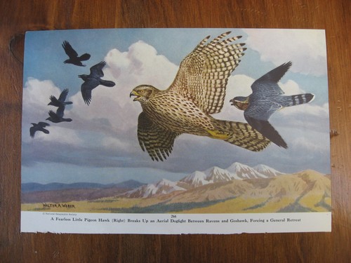 VINTAGE PIGEON HAWK & SURFBIRD W A WEBER NATIONAL GEOGRAPHIC MAGAZINE PRINT