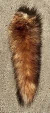 Australian RED FOX Tail - 35cm . Genuine Leather - Chrome Tanned. Medium Size. 