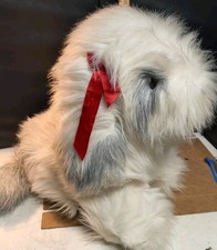 VTG Plush New West Designs Sheep Dog 20" Realistic Shaggy Sheep Dog red bow