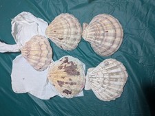 Lot Of 5 Giant Large Scallop Natural Seashells For Collecting Or Crafting Shell