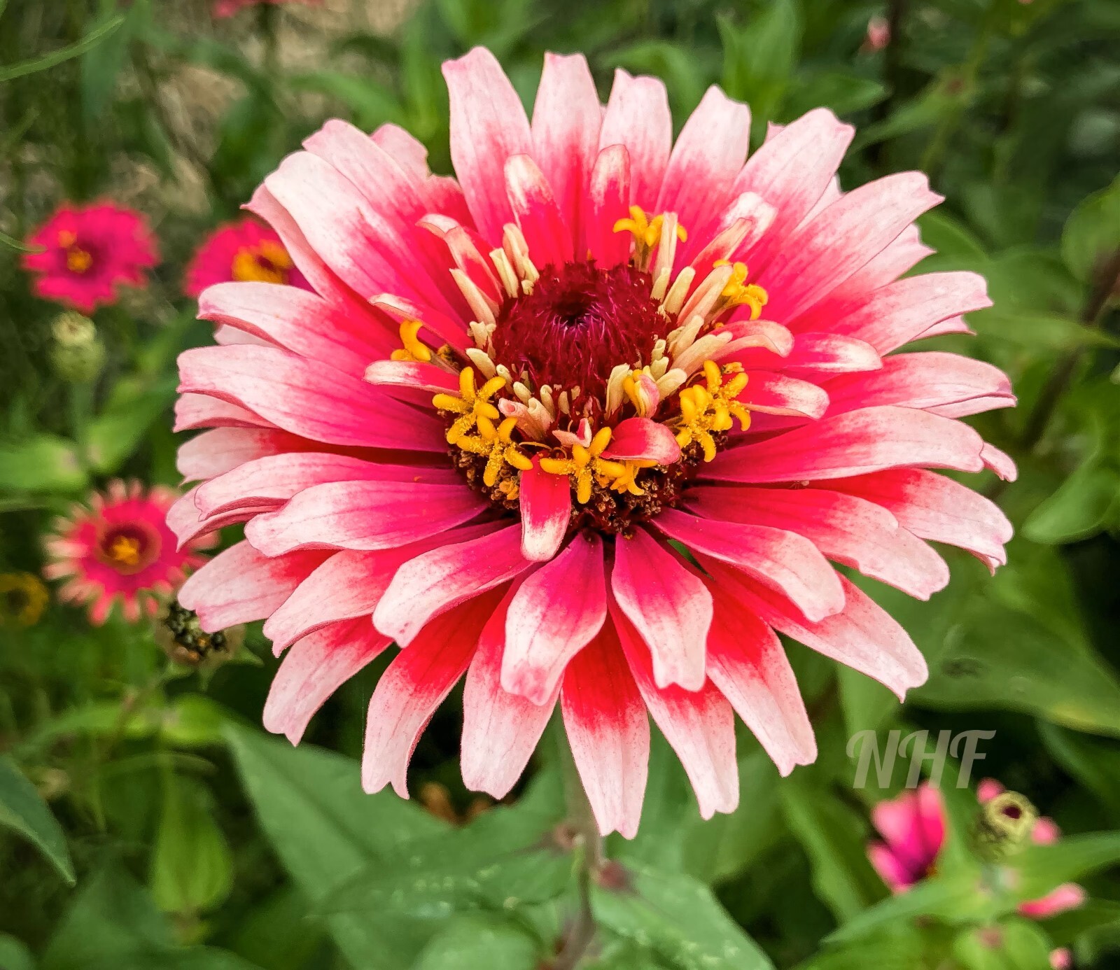 Strawberry Cream Mix Zinnia Flower Seeds Falak Tayyeb Platinum