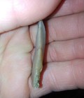 3 Archaic Knives Native American Knives Skinning Tools Indian Prehistoric  — photo 8