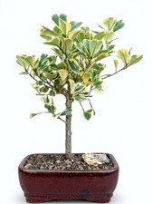 Live Variegated Ficus Triangularis Bonsai Tree Indoor Plant 14"H Pot