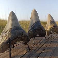 Megalodon Shark Tooth Display Stand - Metal, Adjustable, for 4in + shark teeth