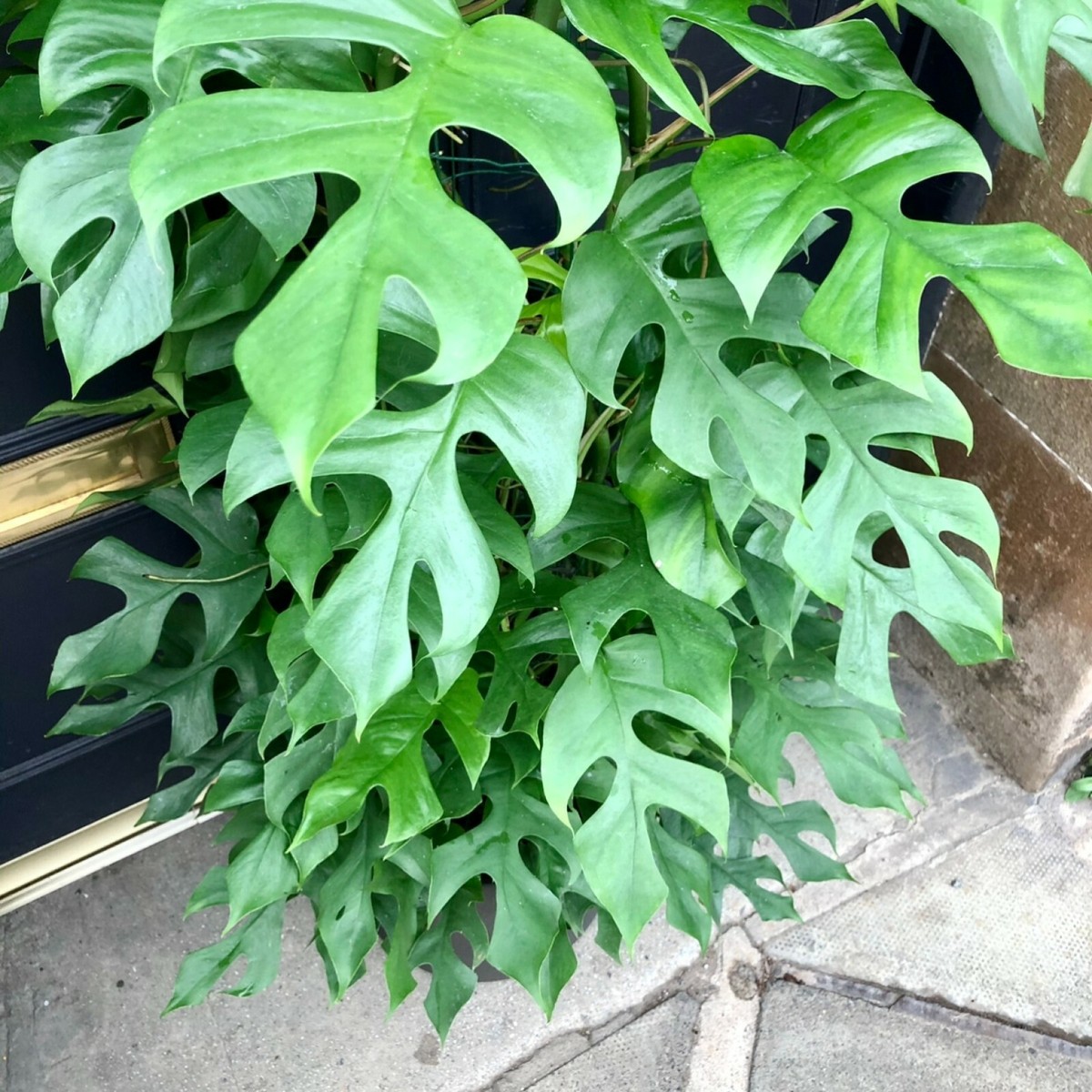 Rhaphidophora tetrasperma MINI MONSTERA - EXOTIC TROPICAL Seeds! | eBay