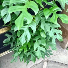 Rhaphidophora tetrasperma MINI MONSTERA - EXOTIC TROPICAL Seeds!