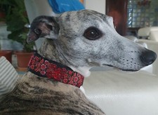 Collier pour chien, lévrier whippet, galgo, saluki, greyhound, barzoï...
