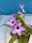 Streptocarpus Fernwood Many Blue Flowers 4” Pot Shade Easy Care Windowsill